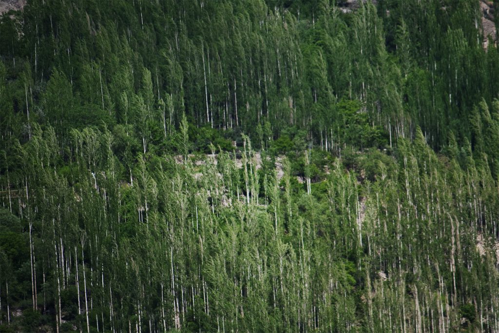Forests-in-Hunza-Pakistan-1024x683-1