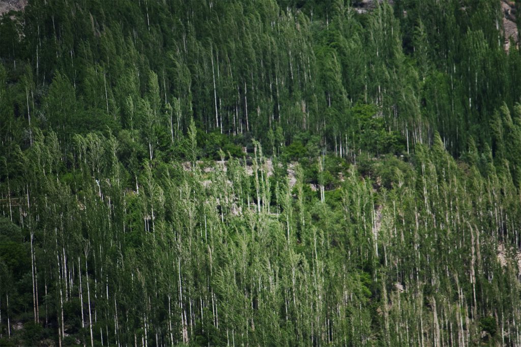 Forests-in-Hunza-Pakistan-1024x683